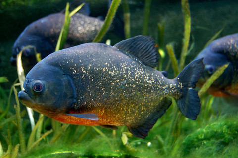 紅腹食人魚在水族館的魚