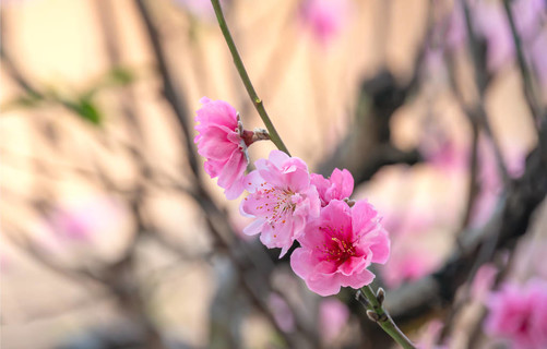 淡粉色梅花树品种图片