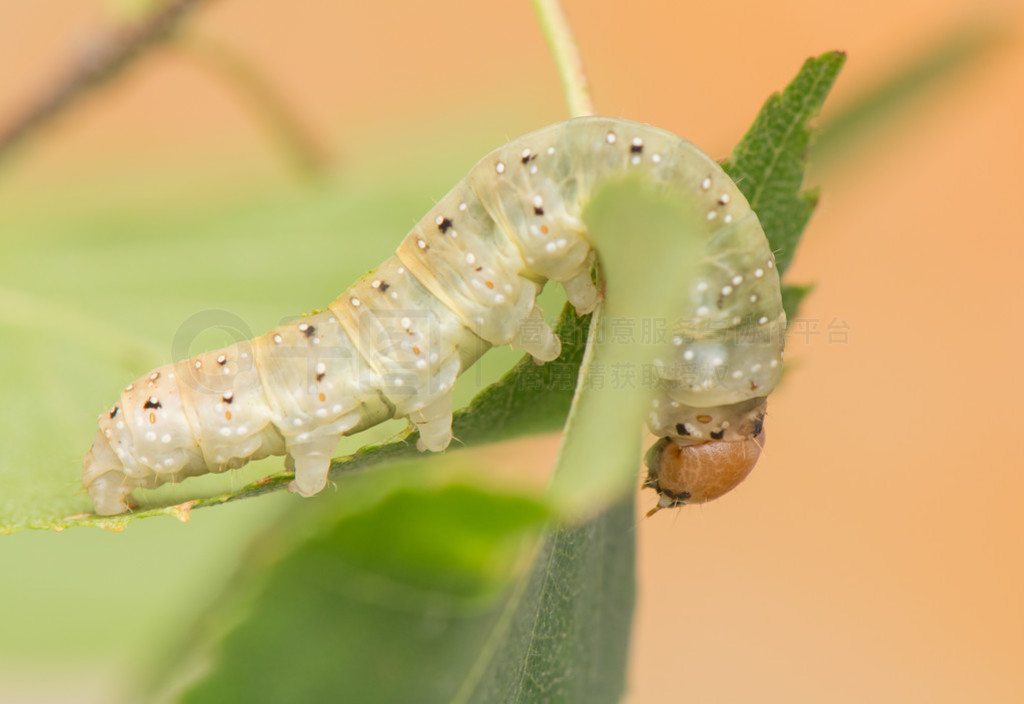 ر-achlya flavicornis