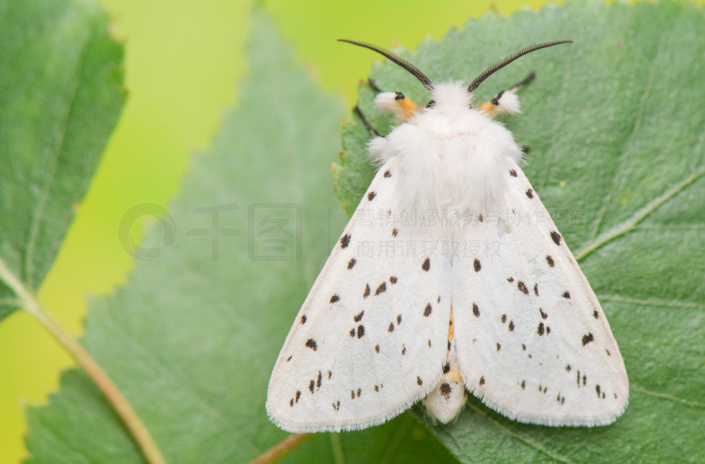 ҹĺ-spilosoma lubricipeda