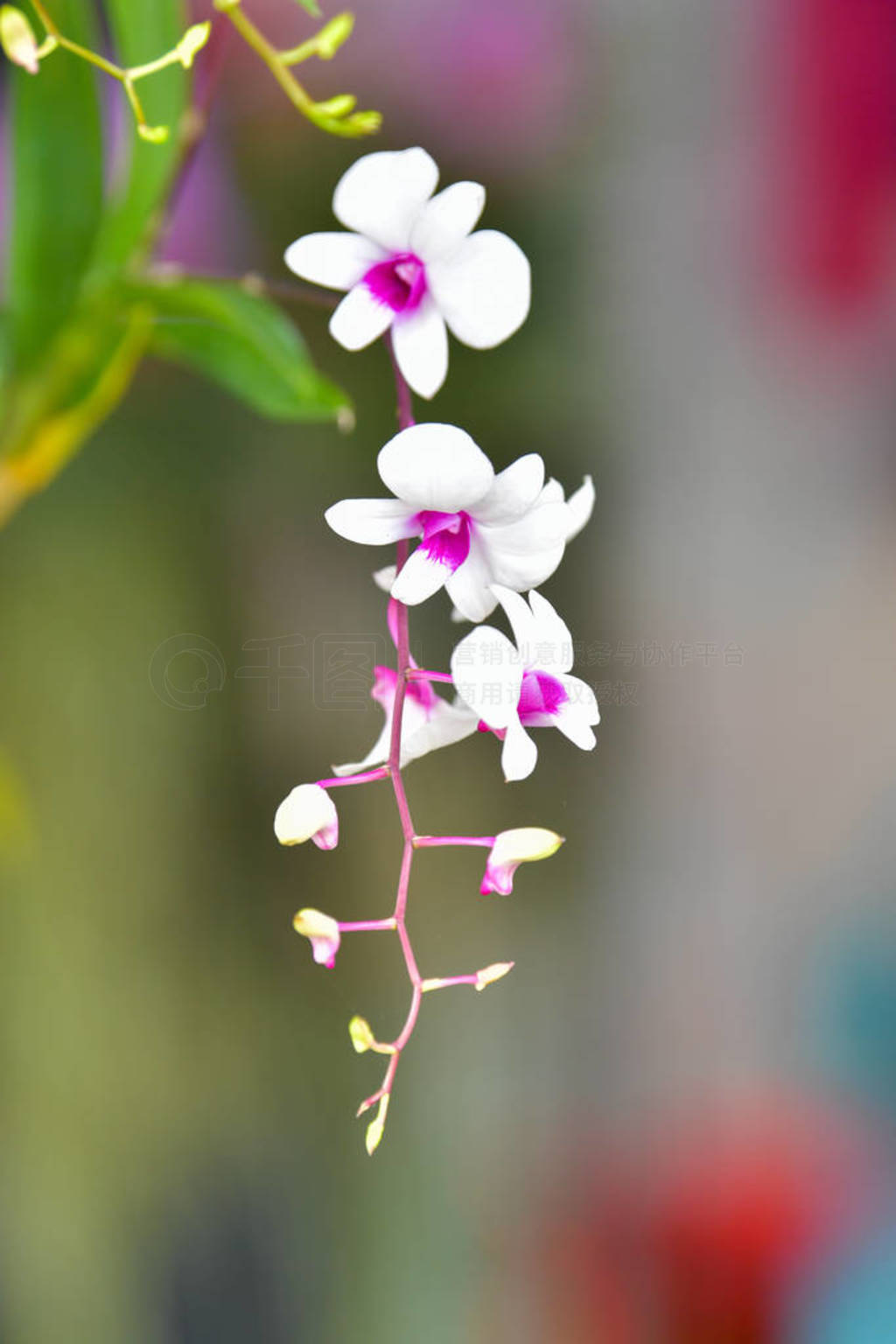 White orchid blooming in the garden.