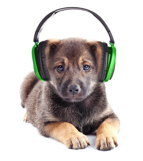 可爱的小狗戴着耳机分离