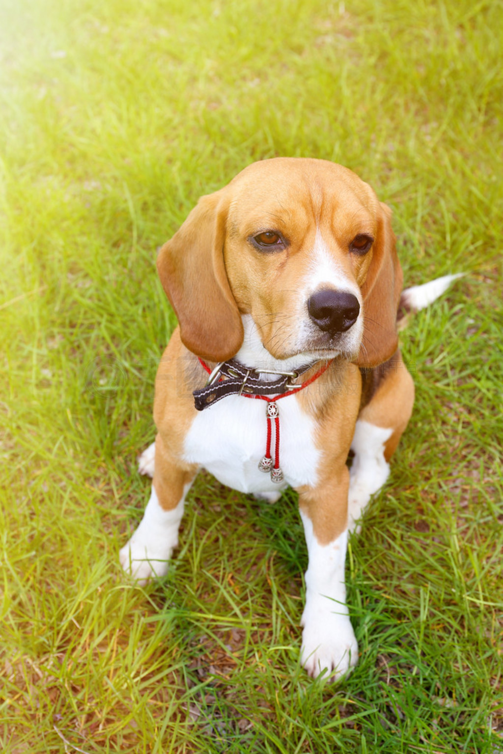 ڹ԰ɫݵϵĻɰ beagle Ȯ