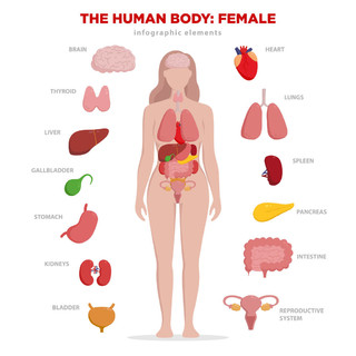 解剖学图表元素与一套内部器官被隔绝在白色背景和被安置在女性身体