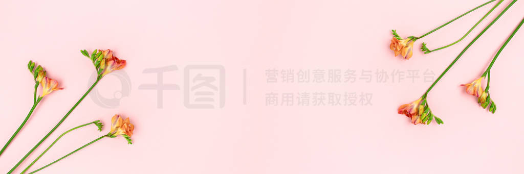Banner with freesia flowers on a pink pastel background.