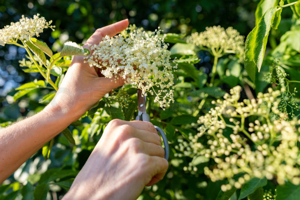 Picking white elderflower flowers. A woman breaking the flowers
