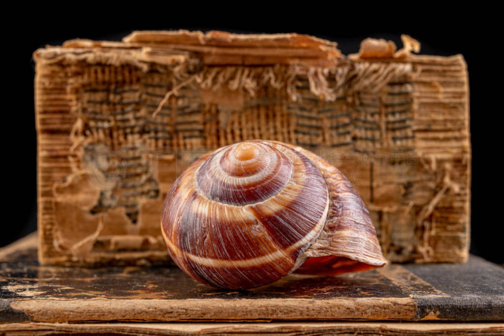 Empty snail shells on an old book. Mollusk shell on the cover of