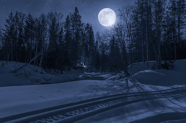 在月光下的夜晚,冬天森林