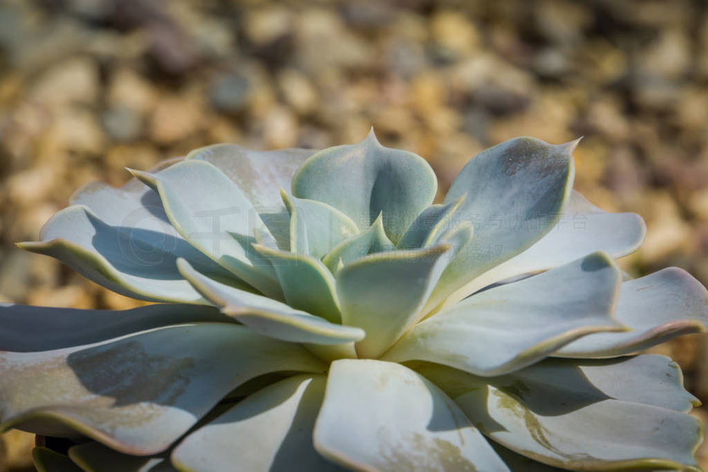 ر echeveria ֭, ܻӭķֲƬ