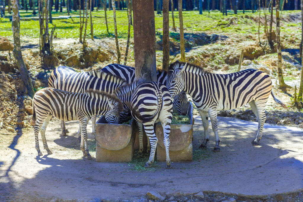 many beautiful, strong zebras eat from one trough.