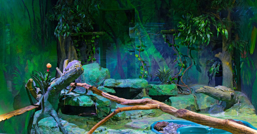 chameleon is sitting on a branch in an aquarium.