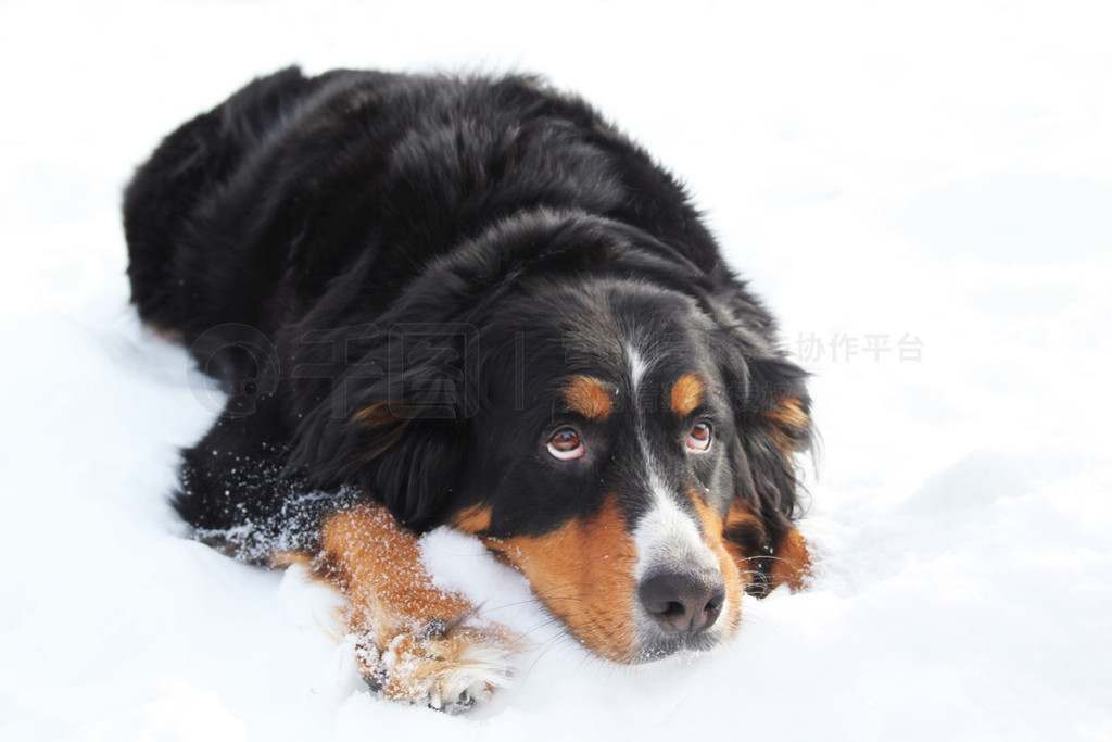 bernese ɽ