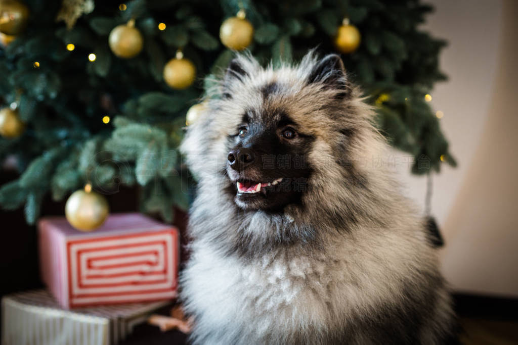 Keeshond Ĺʥ