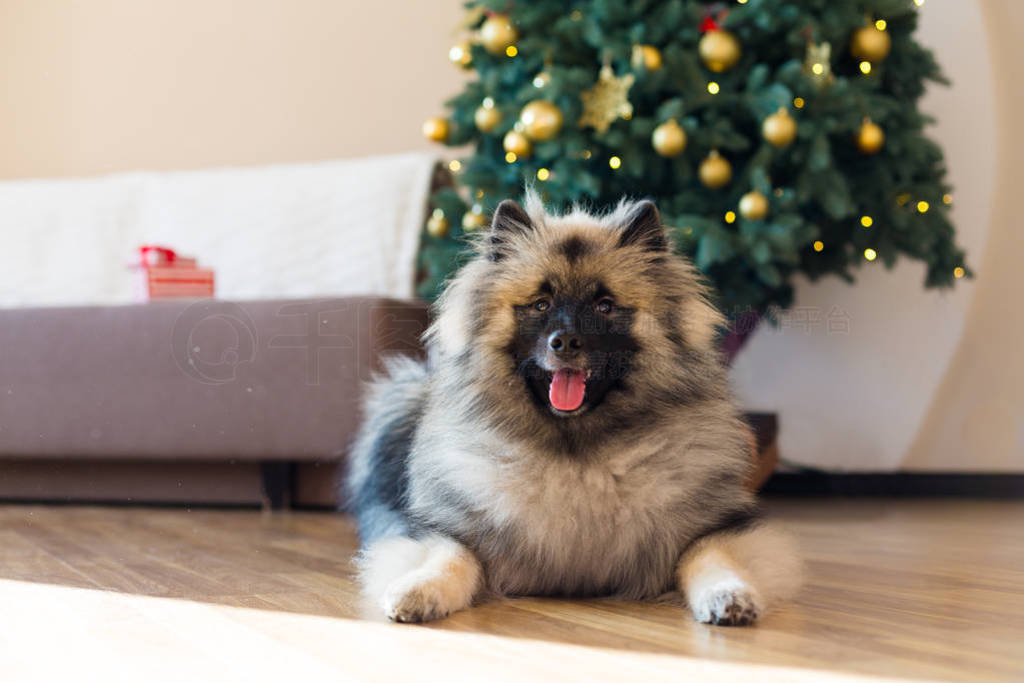 Keeshond Ĺʥ