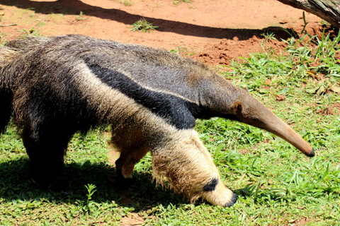 插圖021巨型食蟻獸, myrmecophaga tridactyla, 長尾和長鼻鼻的動物