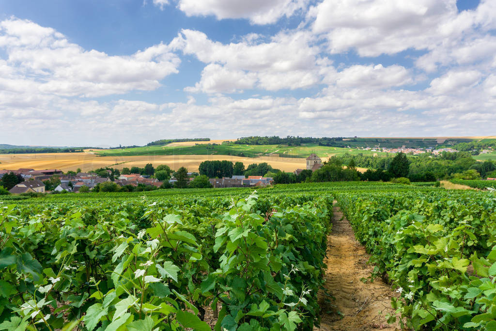 Row vine grape in champagne vineyards