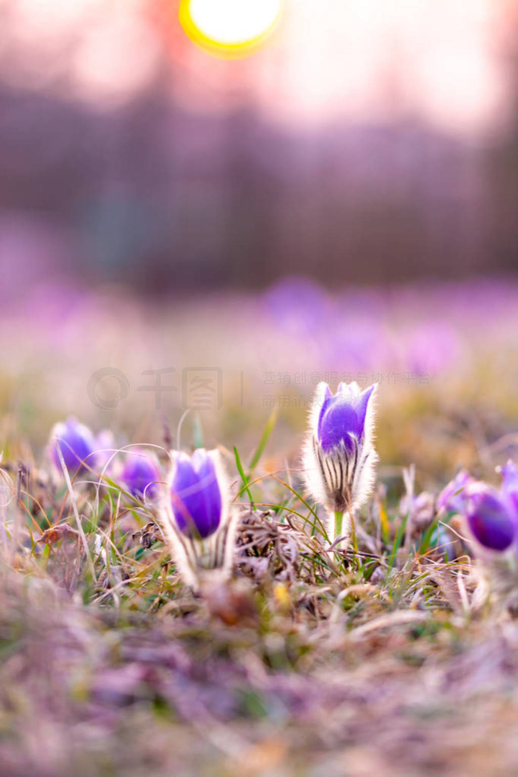 Greater pasque flowers (Pulsatilla grandis) with water drops, na