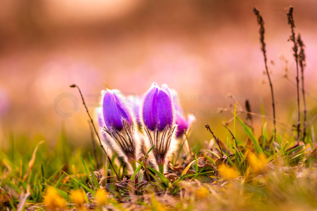 Greater pasque flowers (Pulsatilla grandis) with water drops, na
