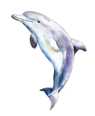 0矢量手绘可爱卡通鱼儿海洋生物海豚鱼类元素800一组可爱的手绘海豚拿