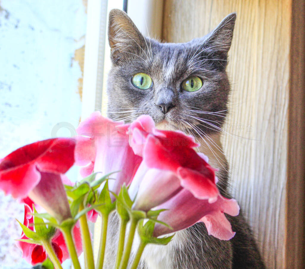 gray cat sits on the windowsill near red flowers