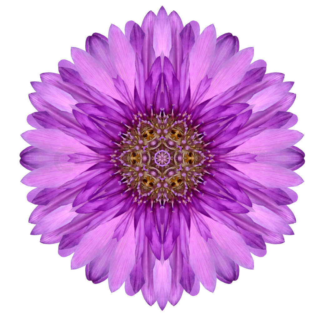 İɫĵϵǧ chrystanthemum 