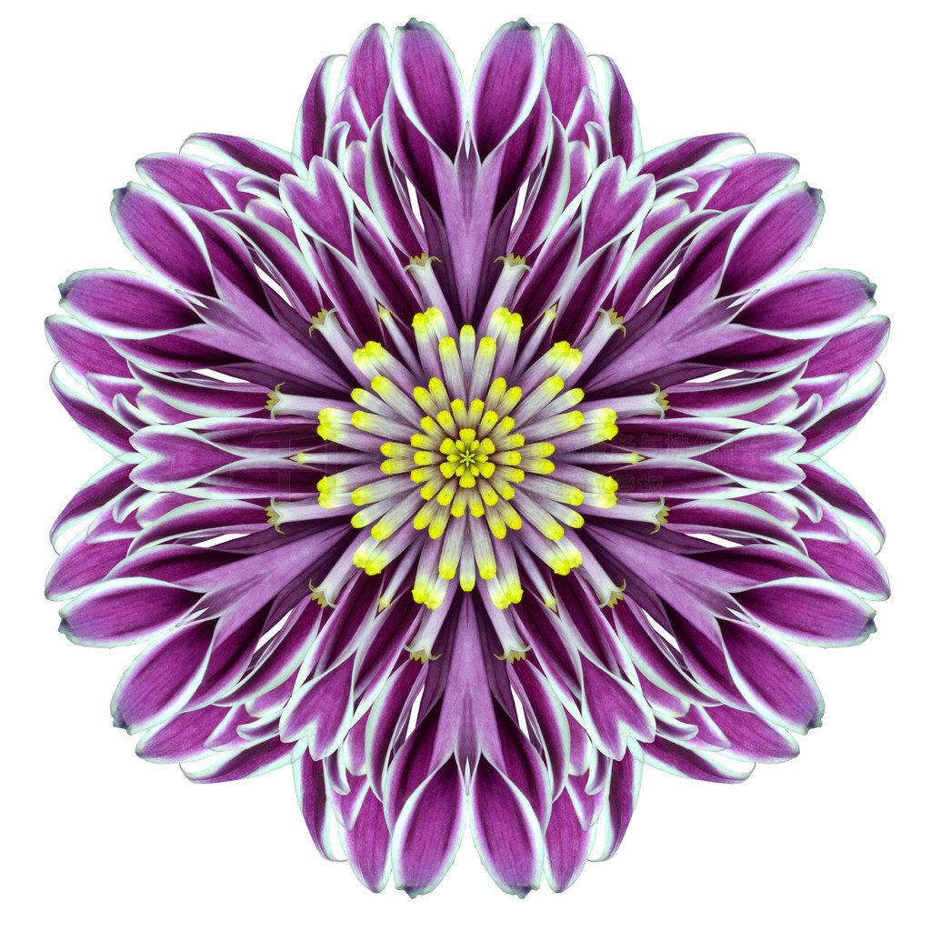 İɫĵϵǧ chrystanthemum 