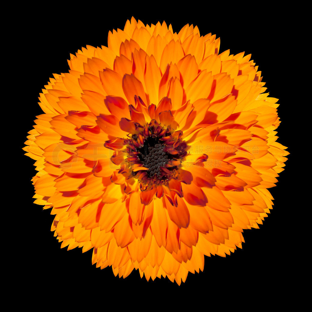 enkel orange gerbera blomma isolerad p? svart bakgrund