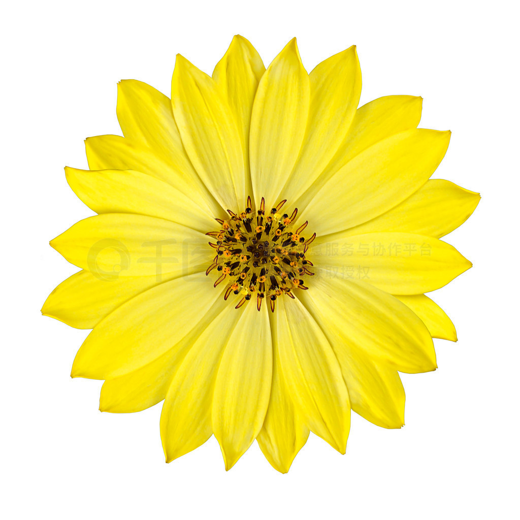 ʻɫ osteospermum 