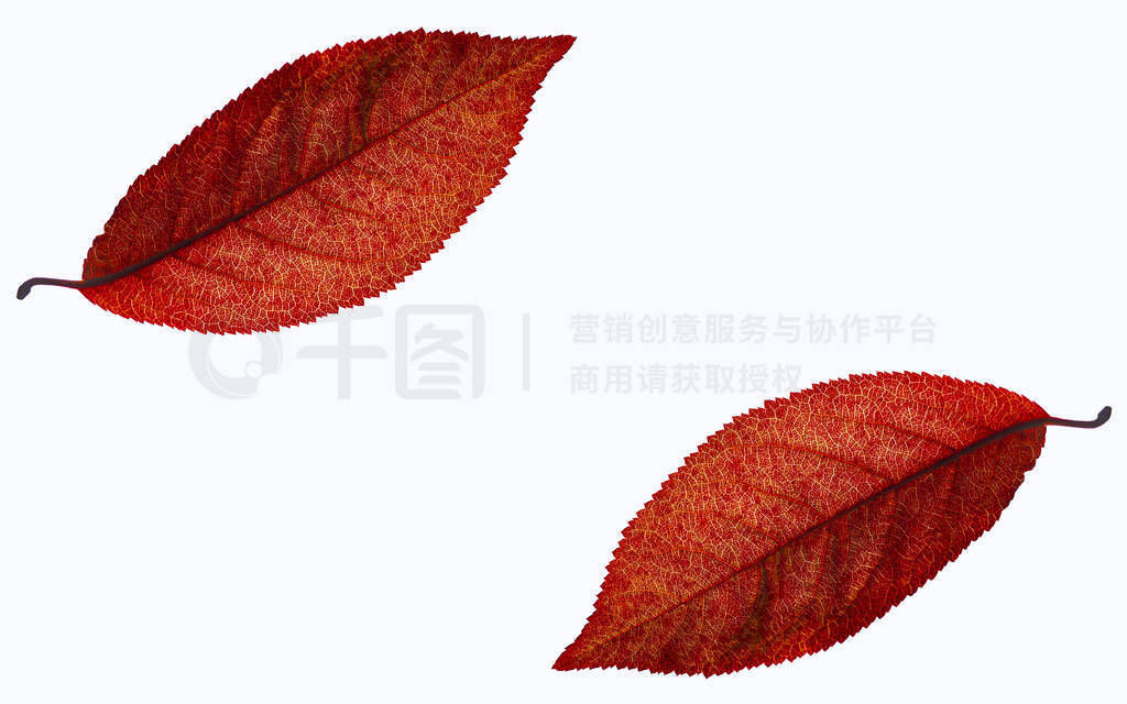 Red tree leaves isloated on the white background during summer