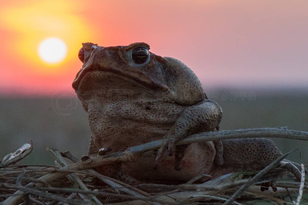  (Rhinella marinus) ޺޵ĵ