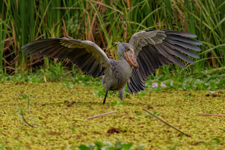 非洲 balaeniceps (balaeniceps 雷克斯) 是一個大型的非洲鳥類從岩石