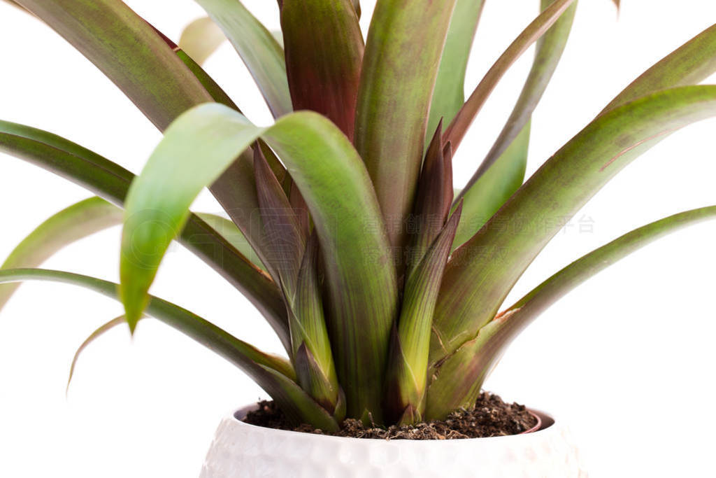  guzmania ֲѿڰɫ