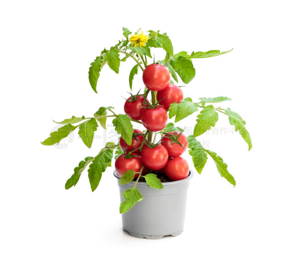 Fresh home grown tomato plant with tomatoes. Concept of huge har