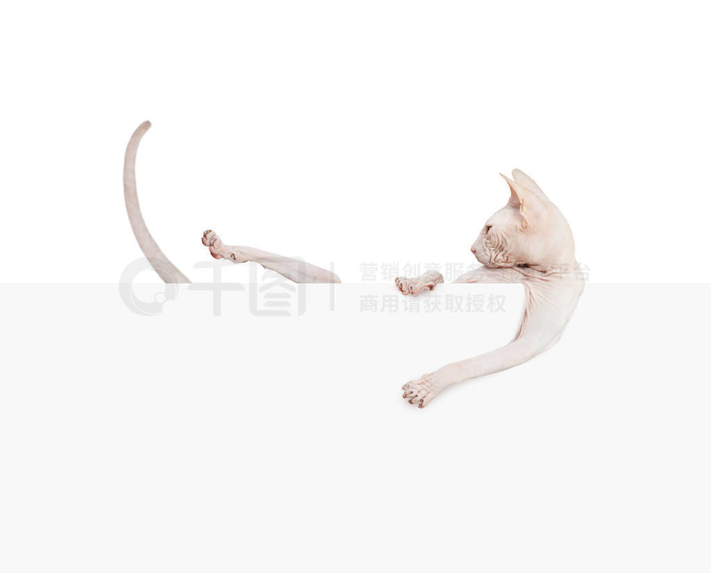 Kitty don sphynx. Hairless cat with paper banner isolated