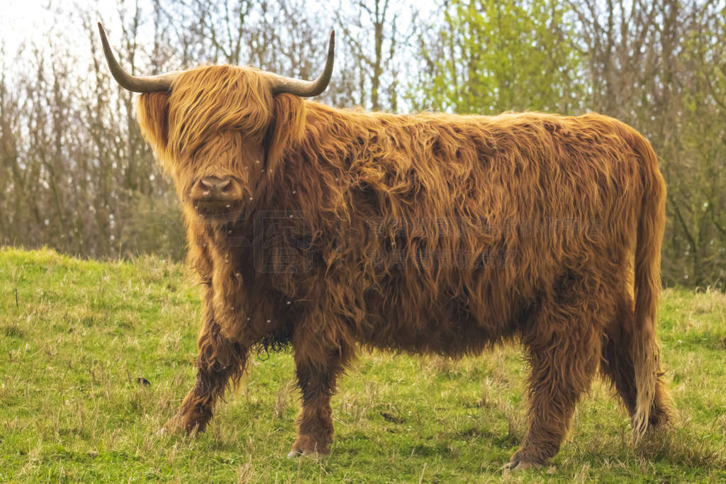 Highland cattle, Scottish cattle breed Bos taurus with big long