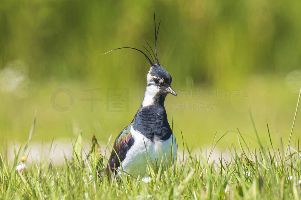 Northern lapwing (Vanellus vanellus) wading bird in a meadow