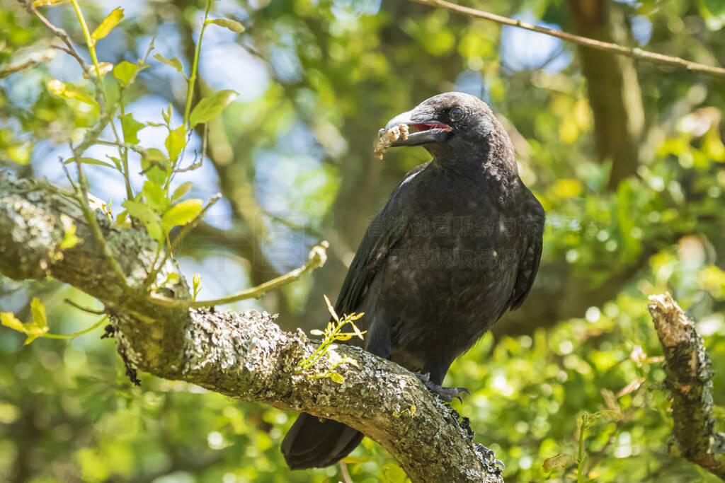 Closeup of a carrion crow Corvus corone black bird perched in a