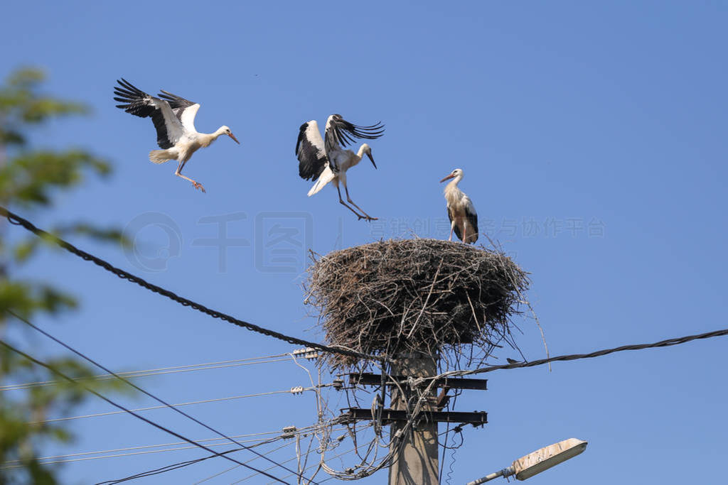 Stork landing on a nest they made on top of an electricity pole