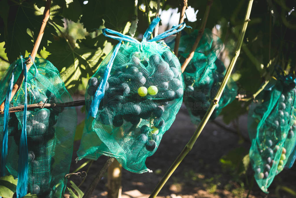 Protected ripe grapes with fine mesh bags hanging on branches