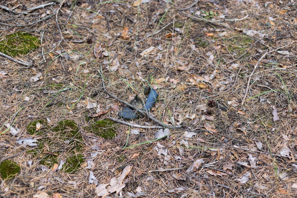 Old lost single shoe in the pine forest.