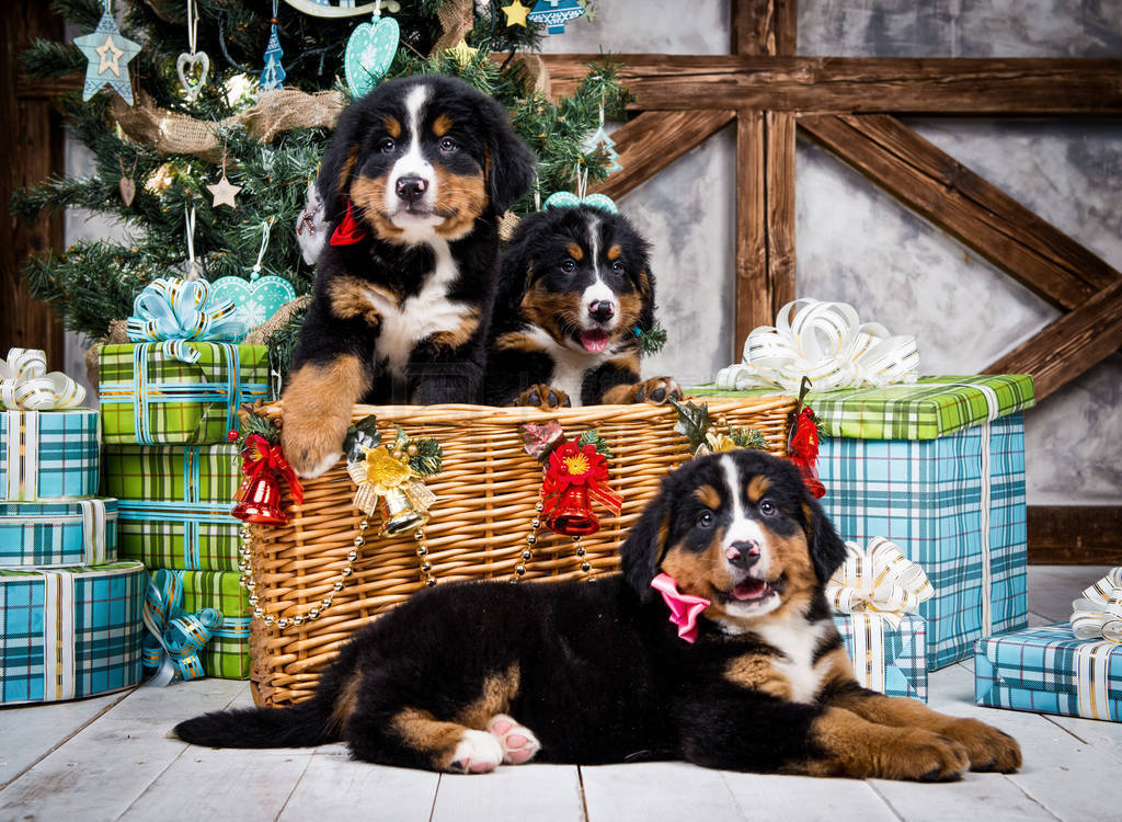 Ʒ Bernese ɽСʥں