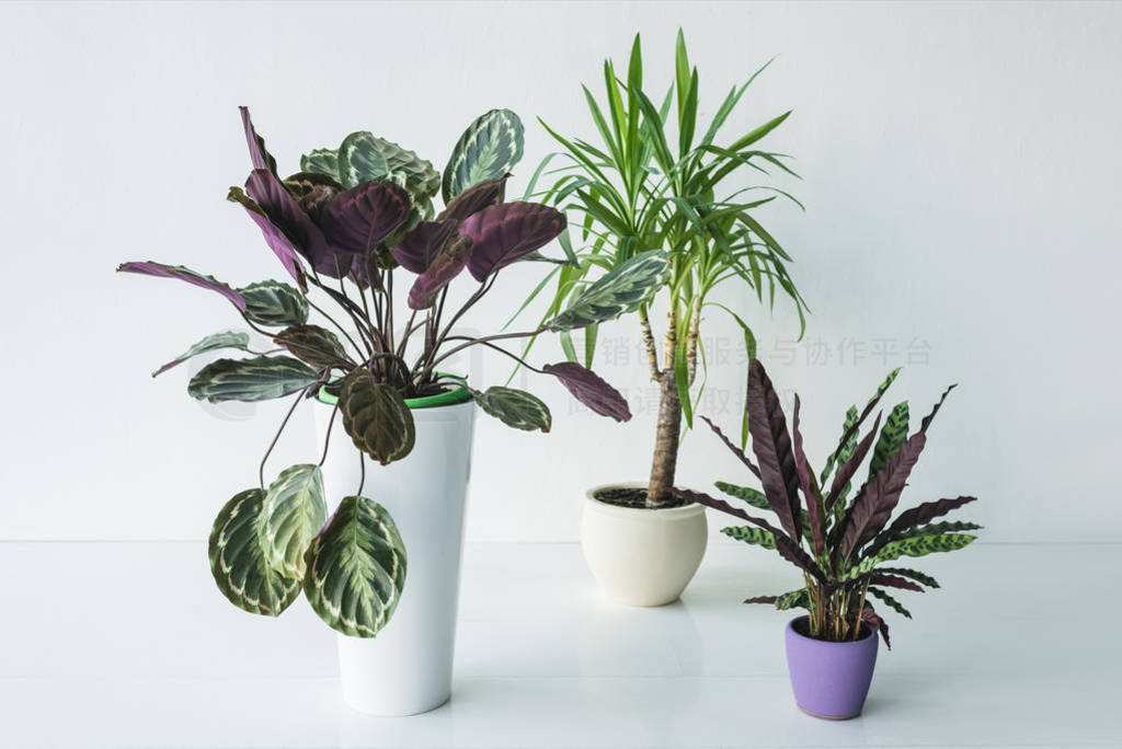 calathea ֲڻɫµз