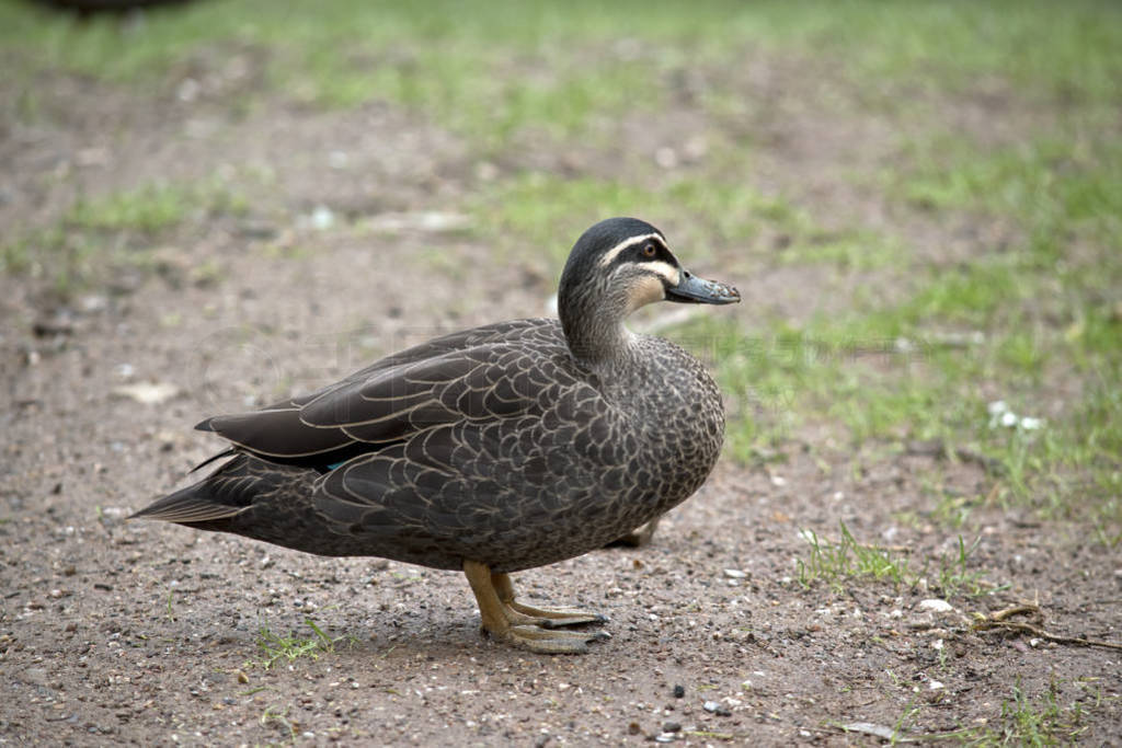this is a side view of a pacific black duck