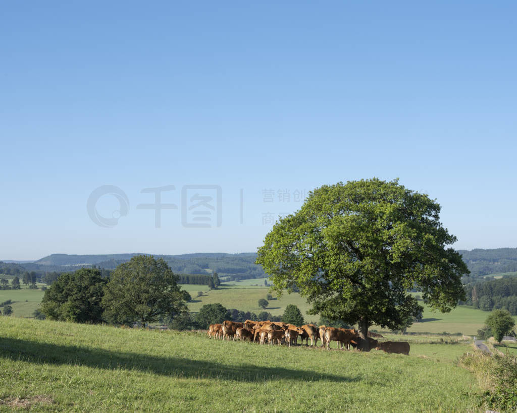 landscape with cows in ardennes region of belgian part wallonia