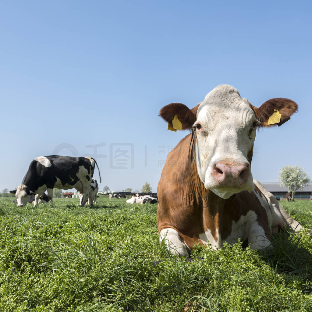 spotted cows in green meadow under blue sky near utrecht in the