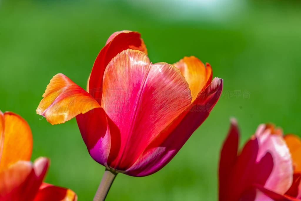 Exquisite tulips isolated against a blurred green background on