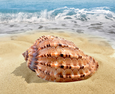 1在沙滩上的海螺011海螺 贝壳011雪莱湾无缝模式011带心的海螺壳013