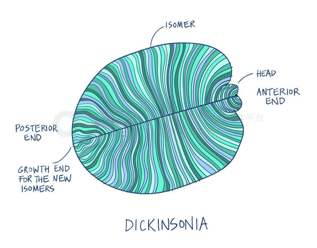 Dickinsonia ʯ֤ϿʱڵĹŻʯīɫ