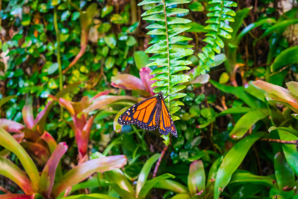  (Danaus plexippus) ҶϢ, ֱ