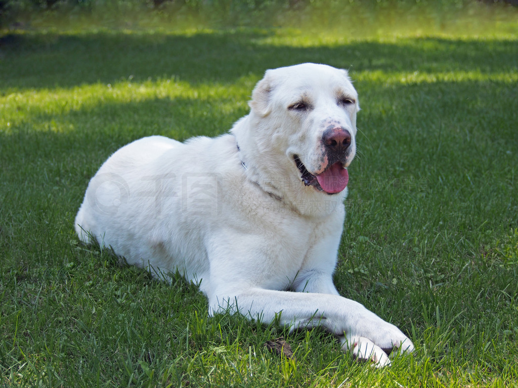 Hund der Rasse ein zentraler asiatischer Sch?ferhundϸȮƷֵ